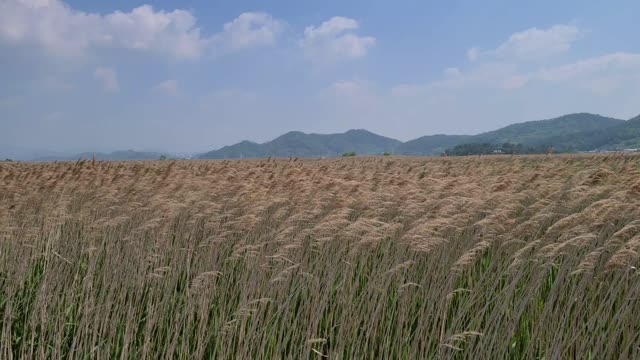 A reed fluttering in the wind