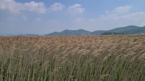 A reed fluttering in the wind