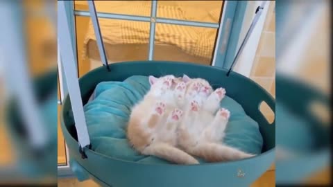 funny cat cat videos cute cat videos funny cats compilation