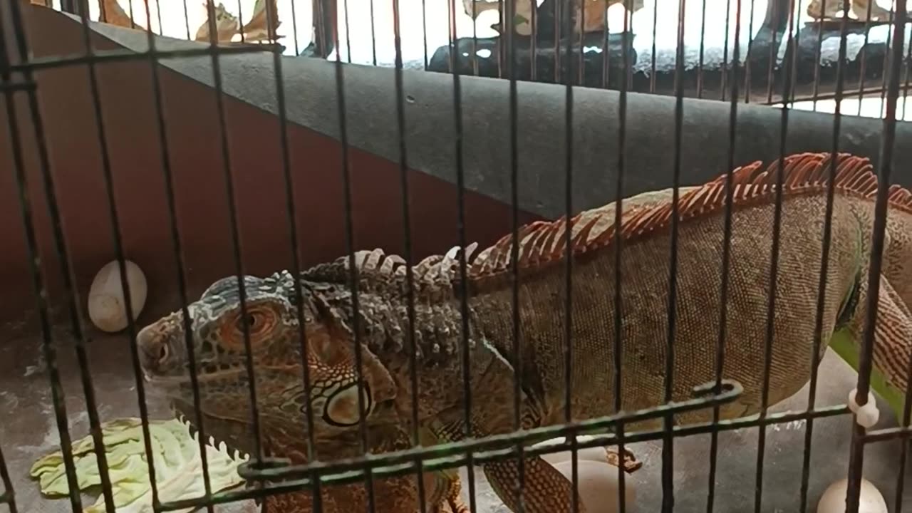 Iguana laying eggs