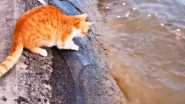Stay with the cat and the world can be to be nice and gentle
