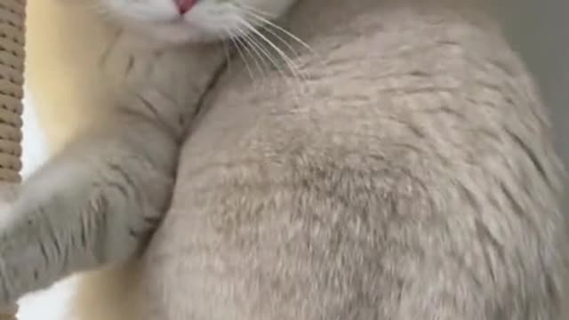 Funny kitty