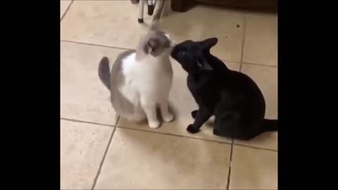 Cute cat funny video animals