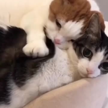 Cat are sleeping each other body