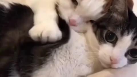 Cat are sleeping each other body