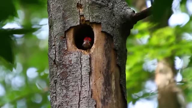 Adorable baby bird hungry for food in the trunk