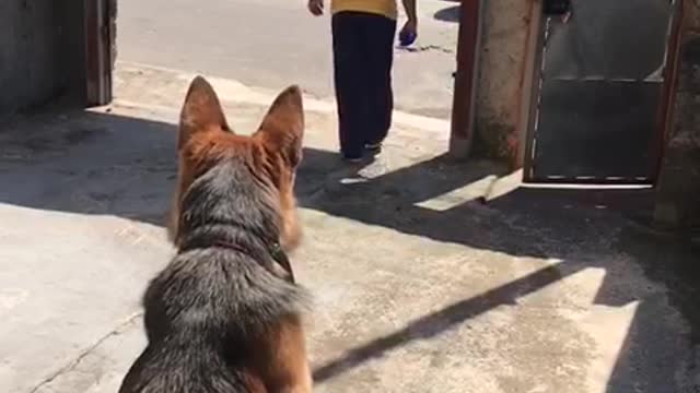 Dog Running Away at the Gate