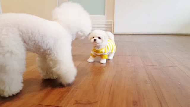 Bichon frise so cute lovely puppy videos 😍