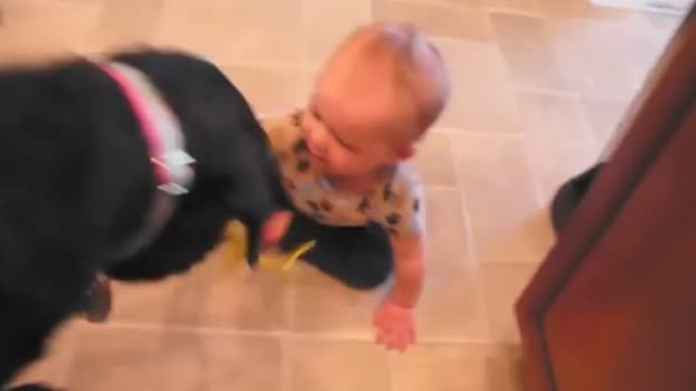 Funny Babies Laughing Hysterically at Dogs Compilation #1