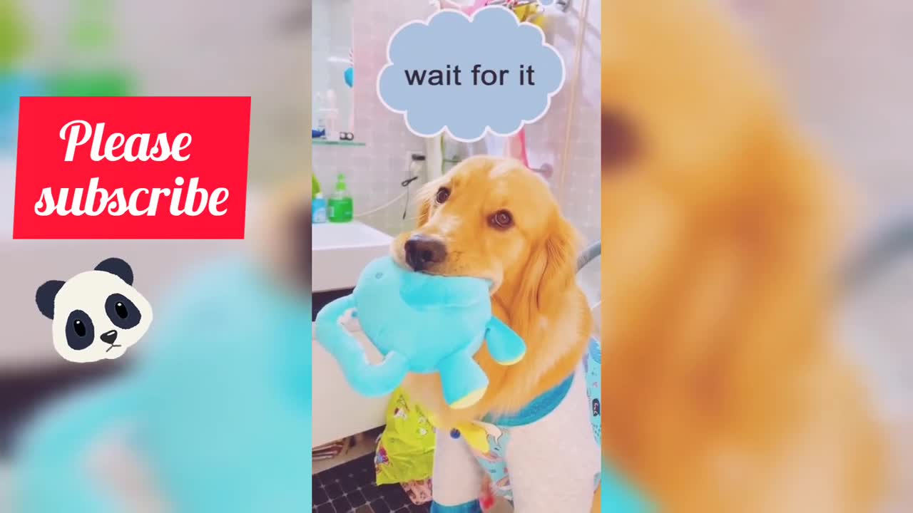 cute dog video BABY DOG