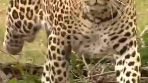 Leopard Hunting Impala