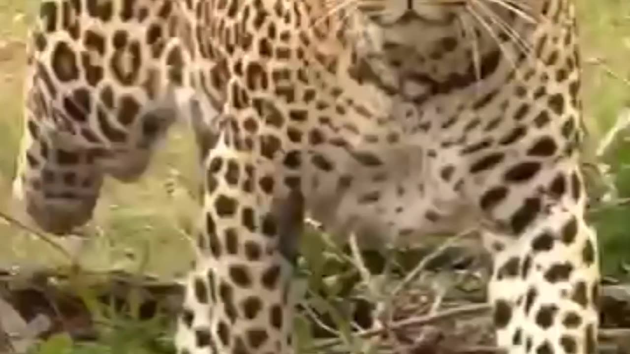 Leopard Hunting Impala