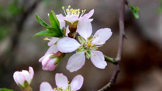 Beautiful White Flower