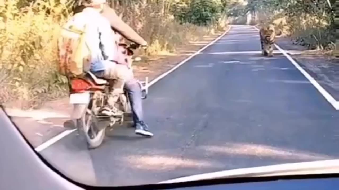 Tiger in road and attached the biker.