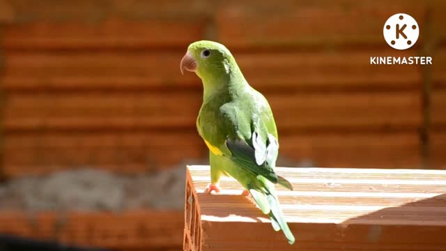 Very beautiful parrot green colour with enjoy for video and support me thank you