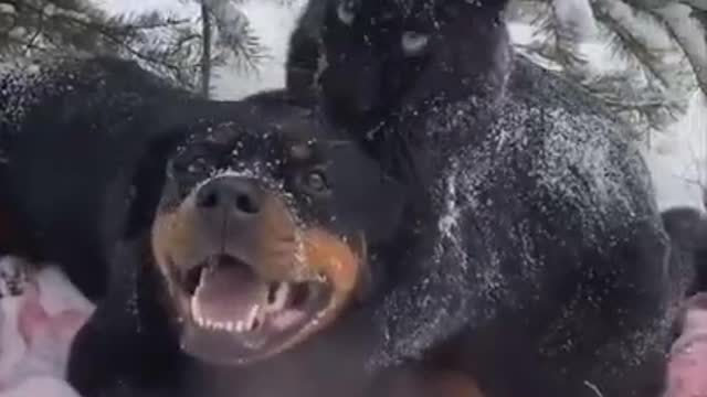 OLHA QUE MARAVILHA