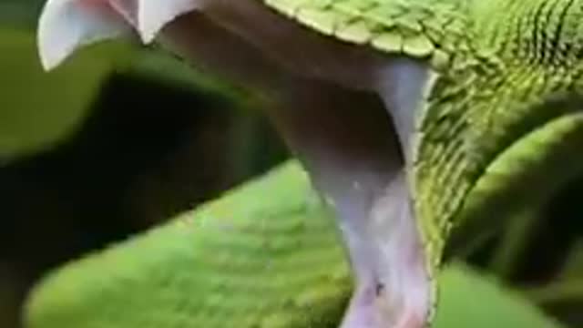 A Snake Yawnings Is Terrifying!