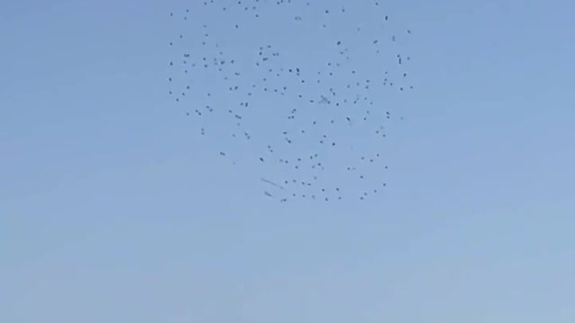 The birds in the sky are so beautiful