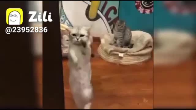 How to very funny video cat moment sort