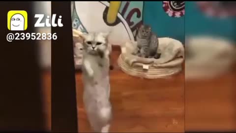 How to very funny video cat moment sort