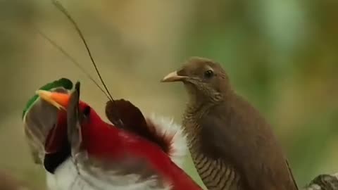 Beautiful bird flying || beautiful natural beauty