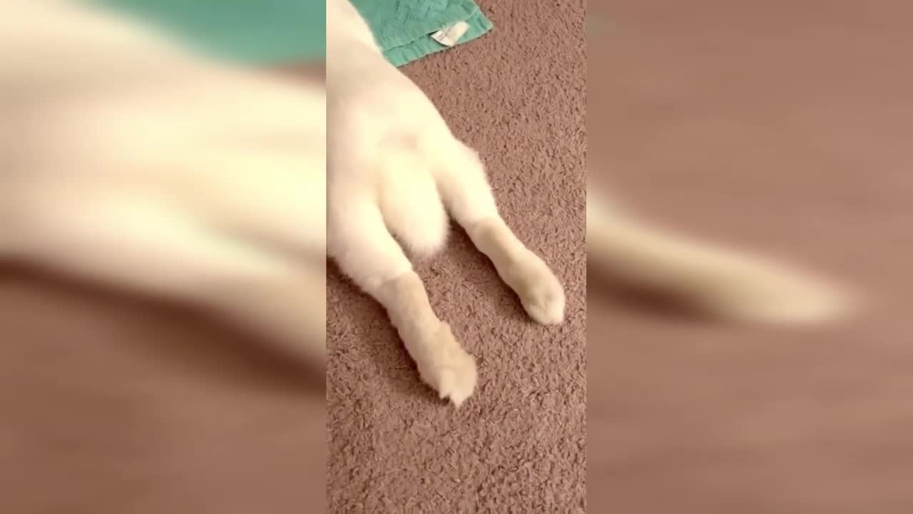Funny and Cute Bunny Rabbit Video