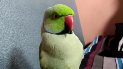 Cute Parrot Talking
