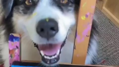 Dog doing painting funny