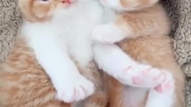 Cute pushy cat