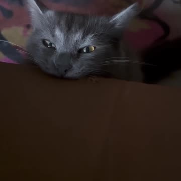 I am so hungry I am gonna eat cardboard 🤣