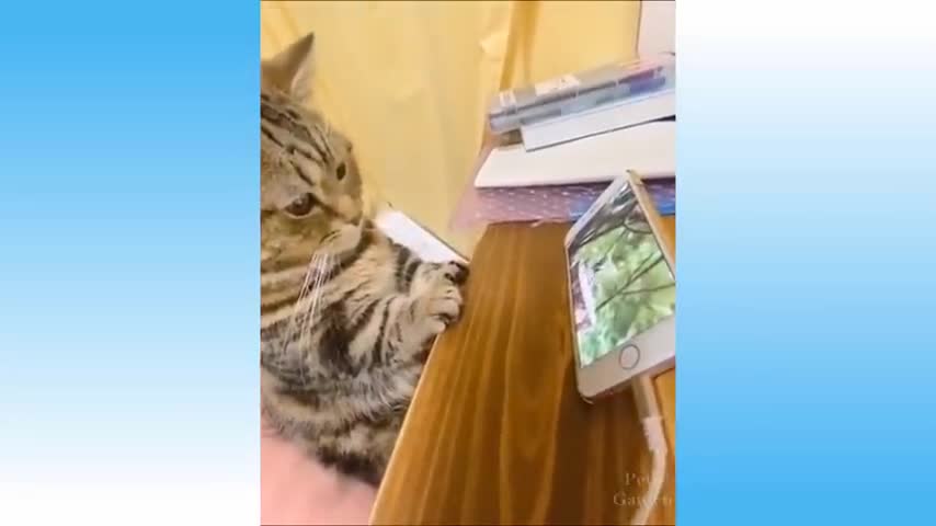 Cute pets and funny animals video