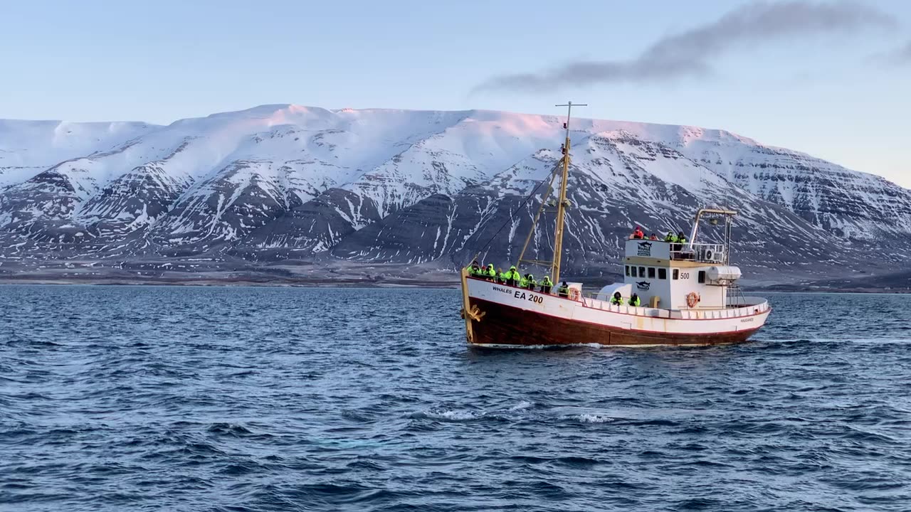 Iceland❄️Whale Watching