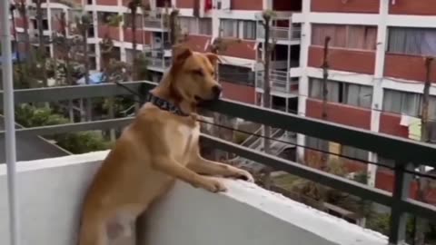 Funny animal Dog reaction