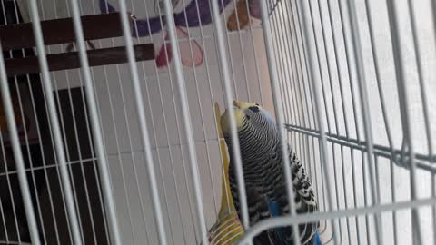 My parakeet is Spider-Man