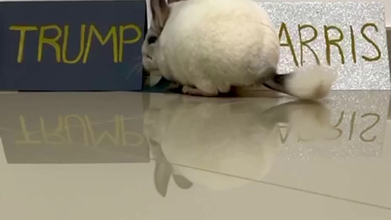 Chinchilla Predicts Who Will Win the 2024 US Election