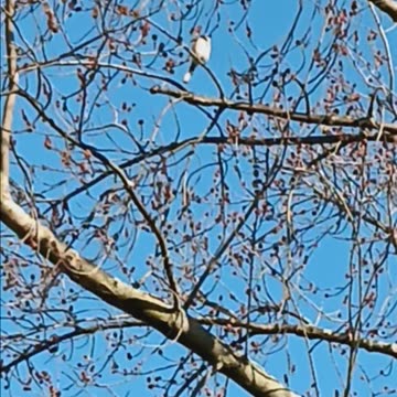 Bluejay and squirrel