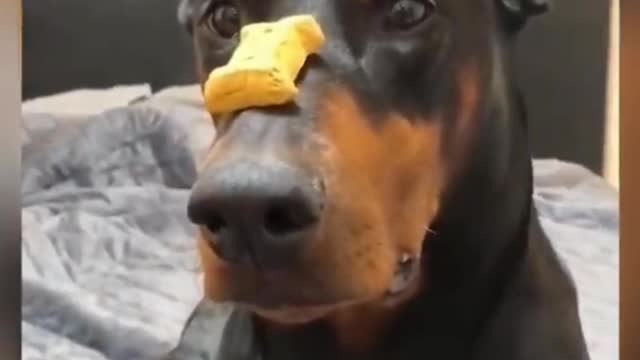 Funny Animals