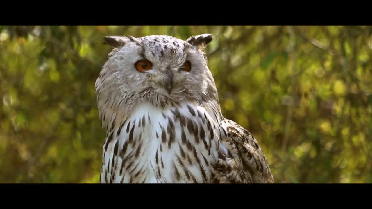 Owl - Behavior of animals