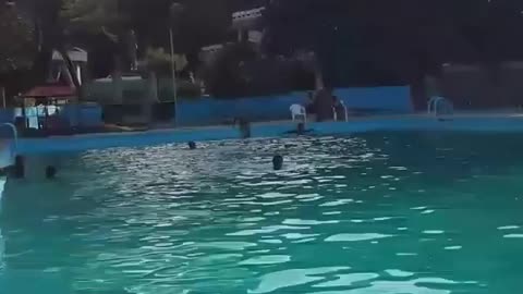 best dive ever