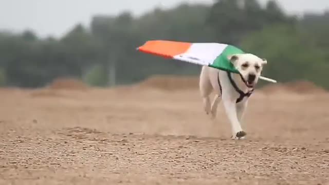 Indian Army's Dog 👌