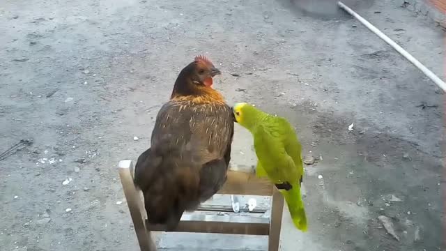 parrot kisses hen