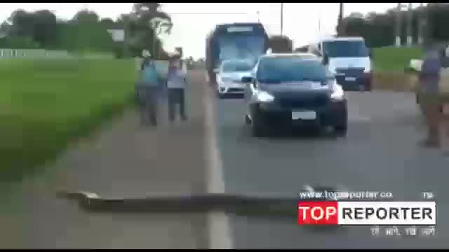 Traffic halts as giant anaconda crossing road in Brazil