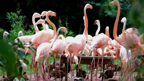 Feeding flamingos!