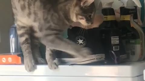 Cat playing on laundry machine falls off