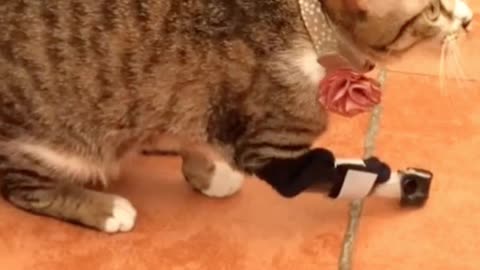 Gato sem a pata dianteira