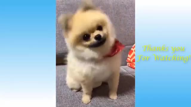 Cute pets go crazy