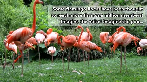 Flamingo facts: Living in Extreme Environments