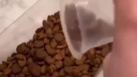 Pomeranian _gets _two_piece_of_food_then_gets_angry