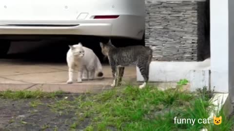 funny cat video / best animals funny video / funny cat video 2022