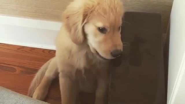 Dog caught licking expensive speaker